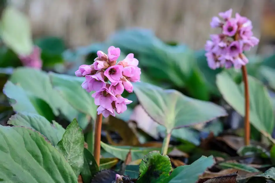 Bergenia-supplier