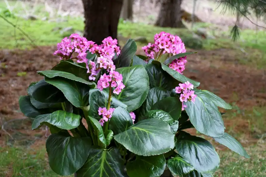 bergenia-plant