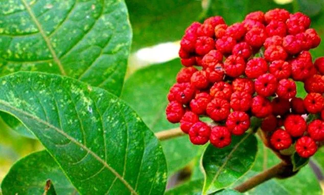 Evodiamine-Powder Evodiamine-Powder