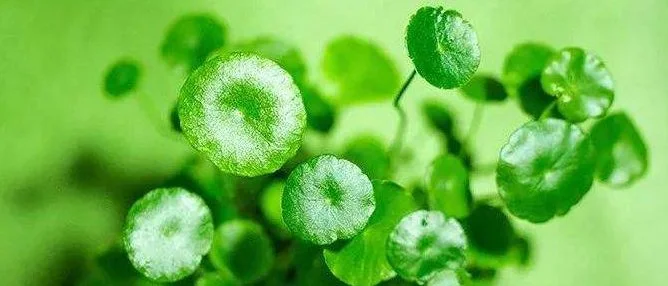 centella-asiatica-extract-powder-supplier-for-sale