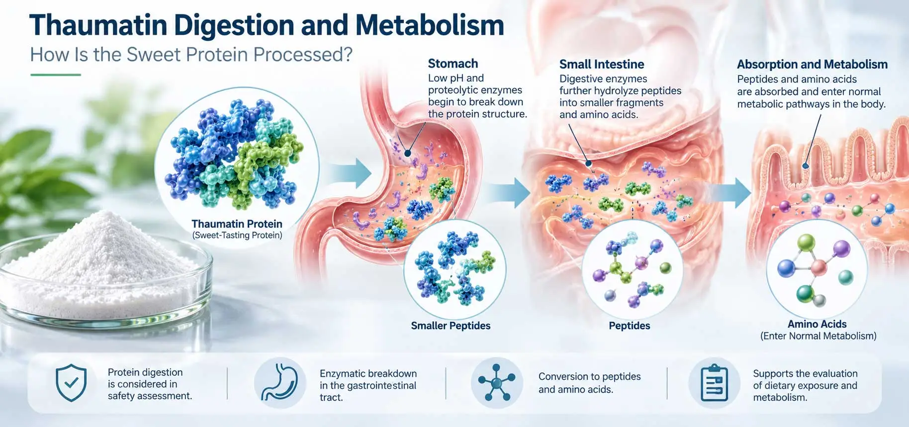 thaumatin-digestion-metabolism
