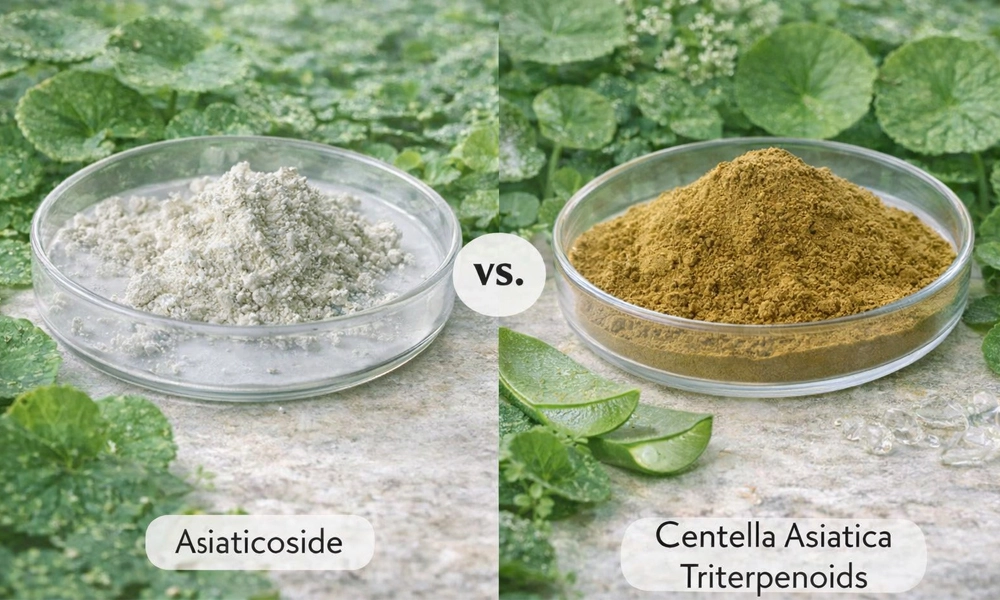 Asiaticoside-vs-Centella-Asiatica-Triterpenoids-powder