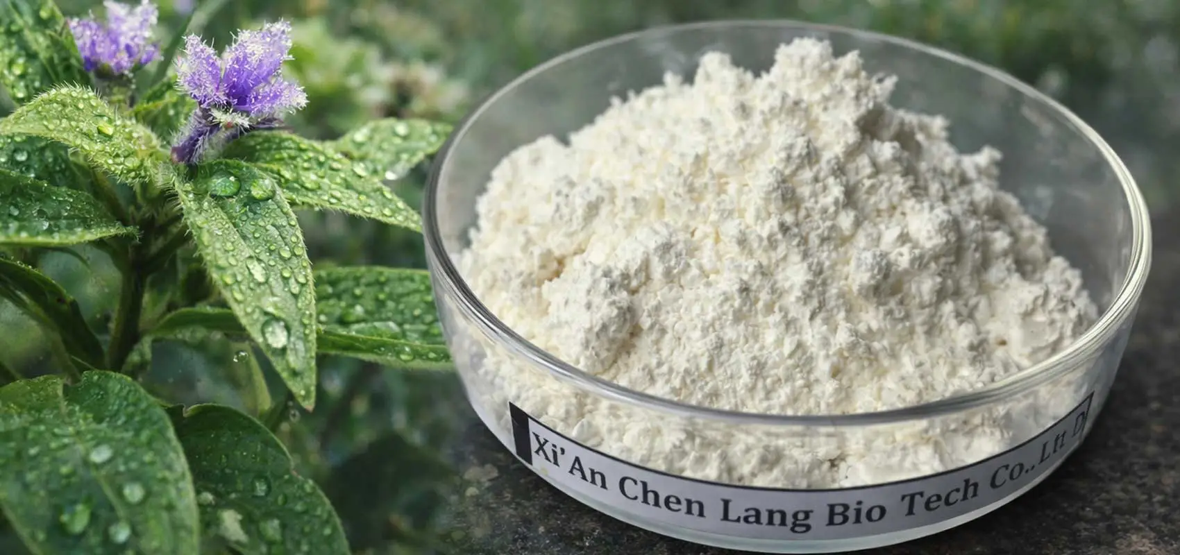 Beta-Ecdysterone-Manufacturer-for-Muscle-Growth