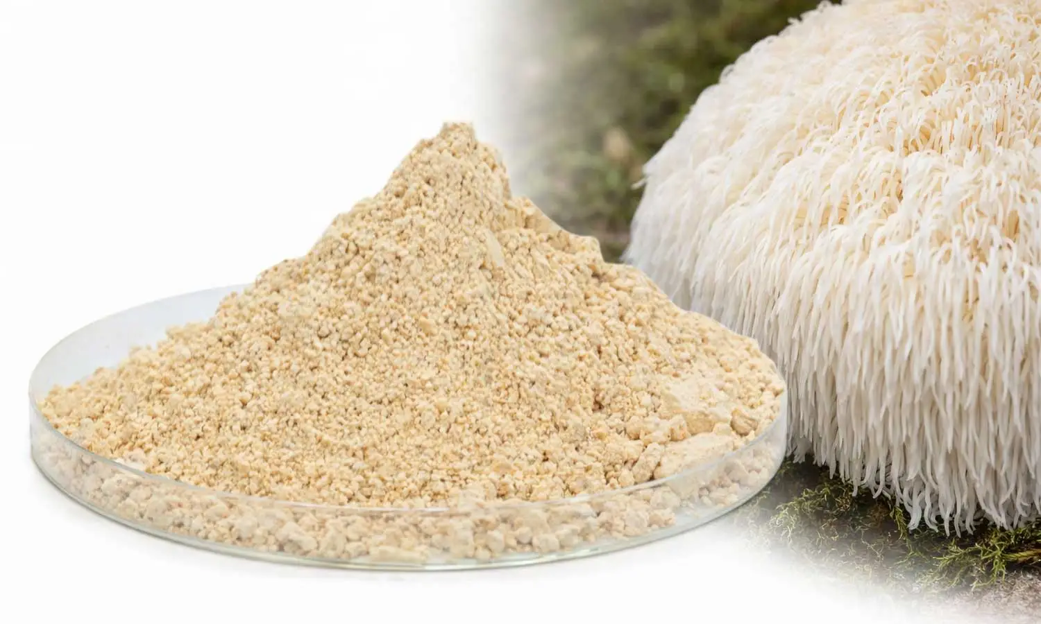Lion’s-Mane-Mycelium-Powder-manufacturer