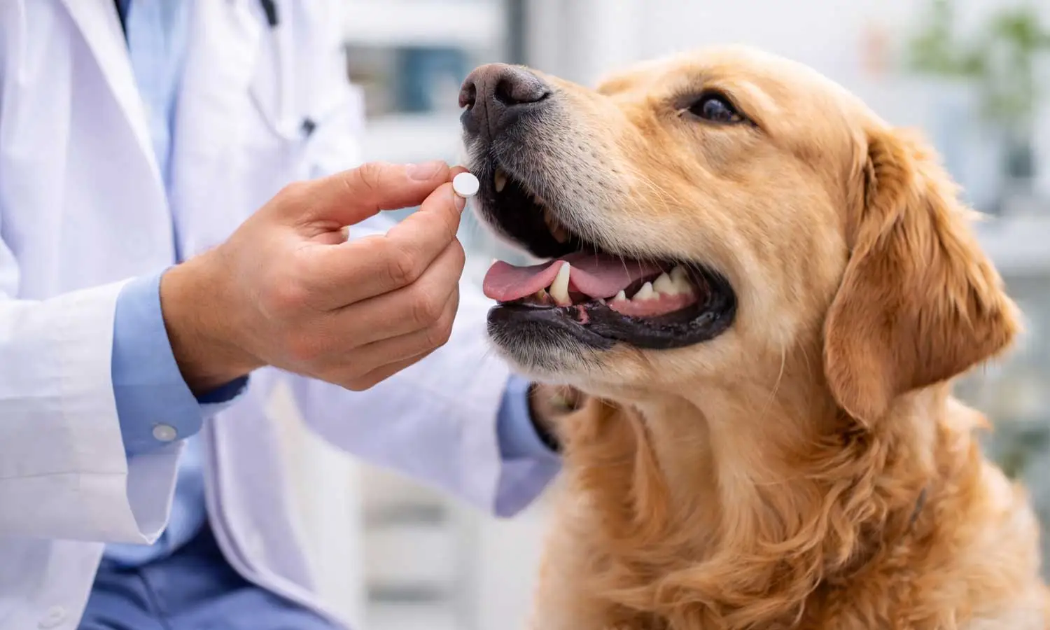 veterinary-nitenpyram-flea-treatment-dog