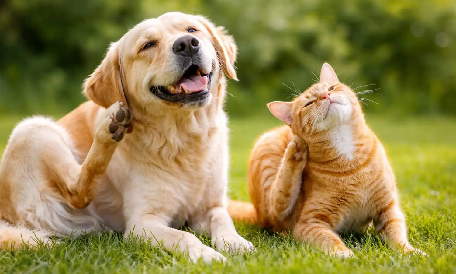 dog-scratching-flea-infestation-symptoms dog-scratching-flea-infestation-symptoms