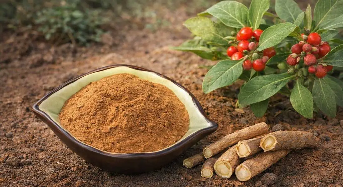 Ashwagandha-Extract-powder