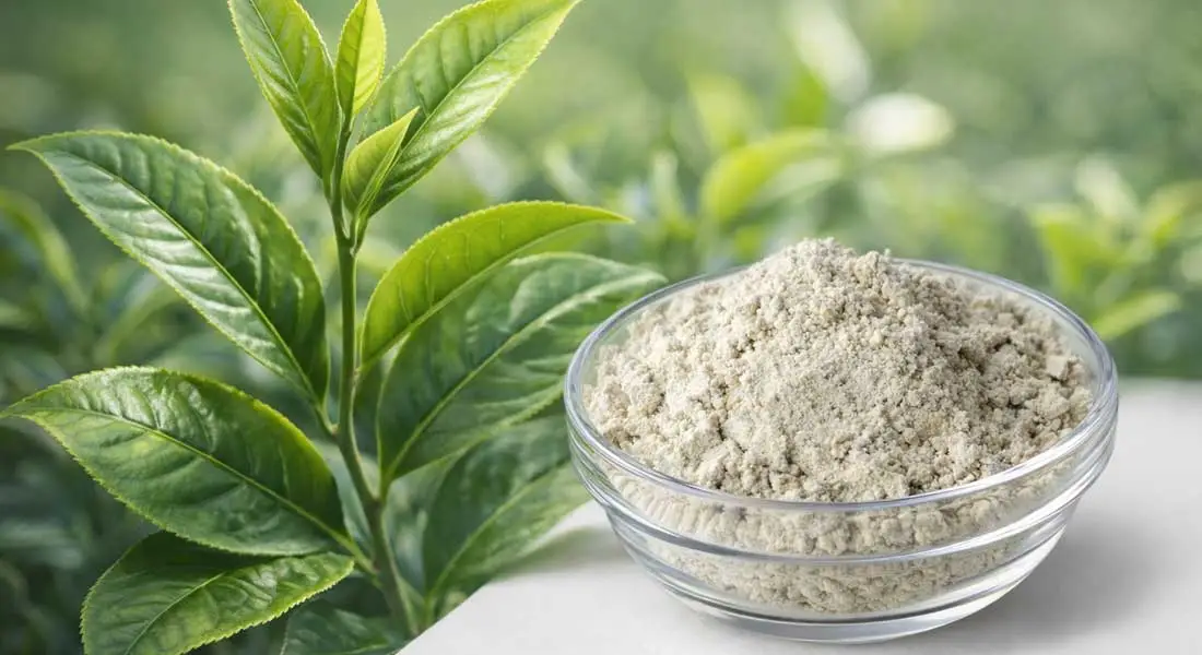 green-tea-extract-powder-EGCG green-tea-extract-powder-EGCG