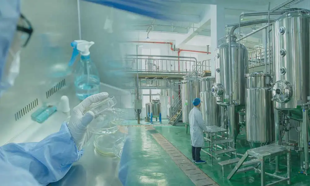 Pleurotus-Eryngii-Extract-Factory Pleurotus-Eryngii-Extract-Factory