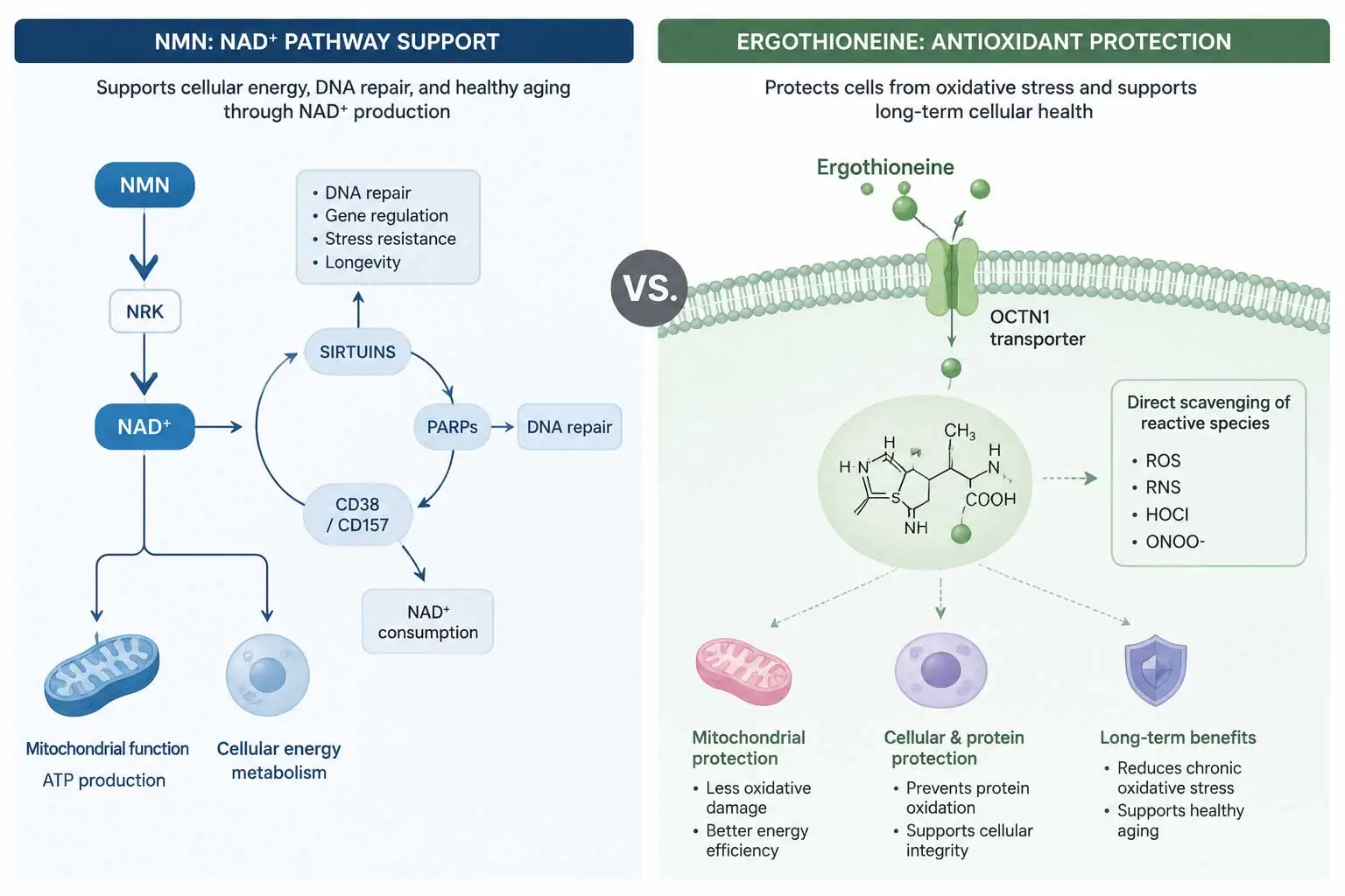 nmn-nad-pathway-vs-ergothioneine-antioxidant nmn-nad-pathway-vs-ergothioneine-antioxidant
