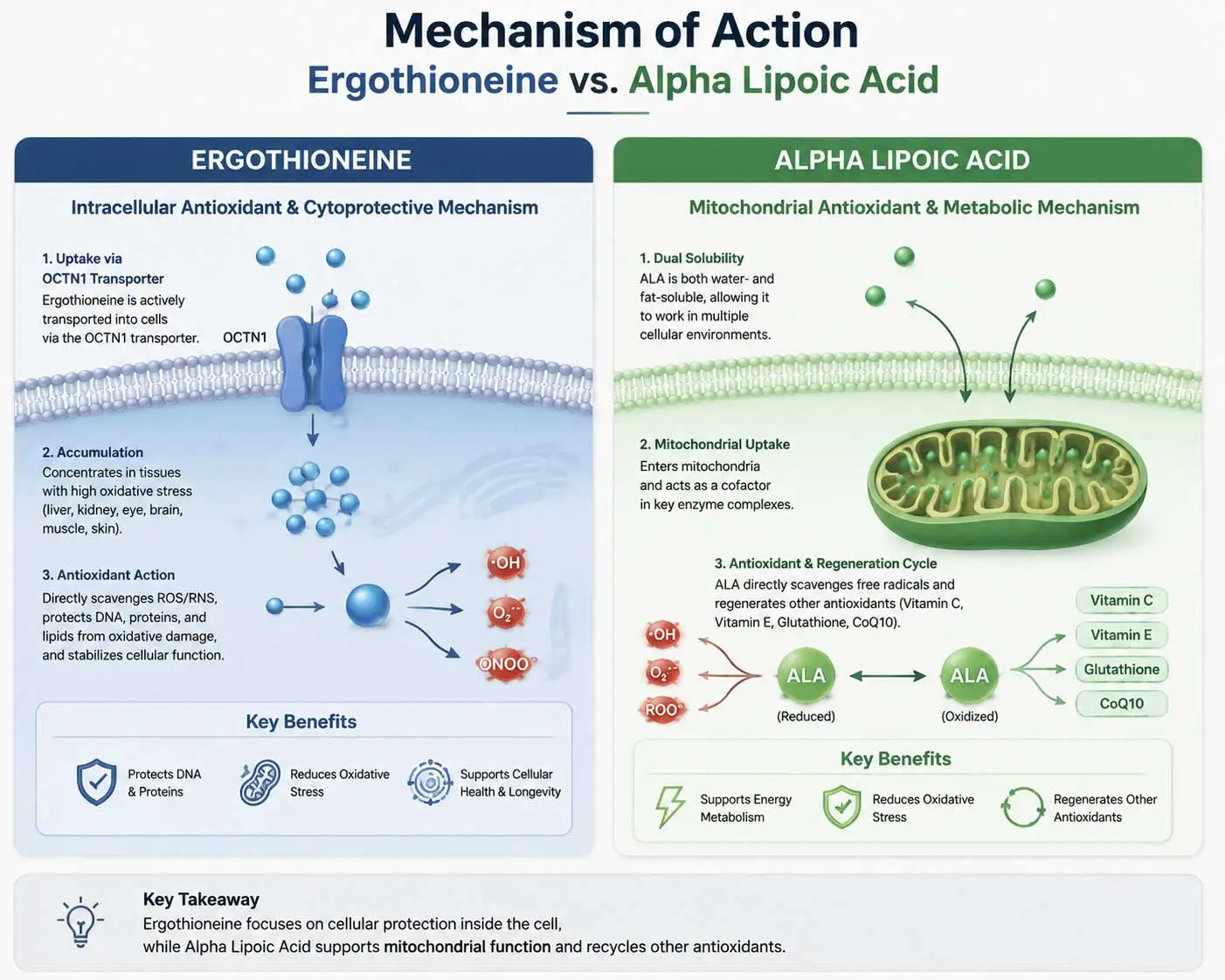 intracellular-vs-mitochondrial-antioxidant-mechanism